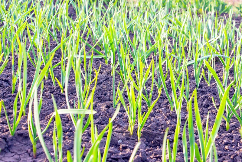 Young shoots of garlic stock image. Image of delicious 17588885