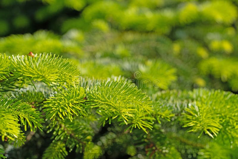 203 Abies Nordmanniana Stock Photos - Free & Royalty-Free 203 Abies Nordmanniana Stock Photos - Free & Royalty-Free