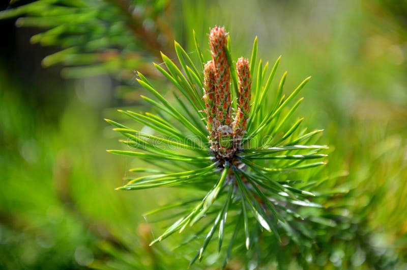 Young Twigs of Pine in the Summer Stock Photo Image of architecture