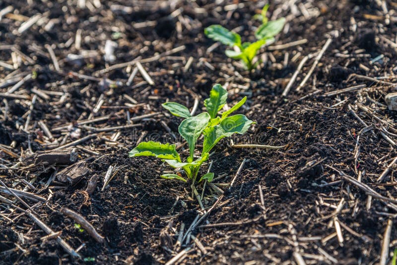 Young shoots of sugar beet stock photo. Image of grow 141500358