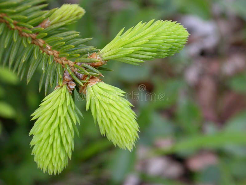 Young shot of a pine