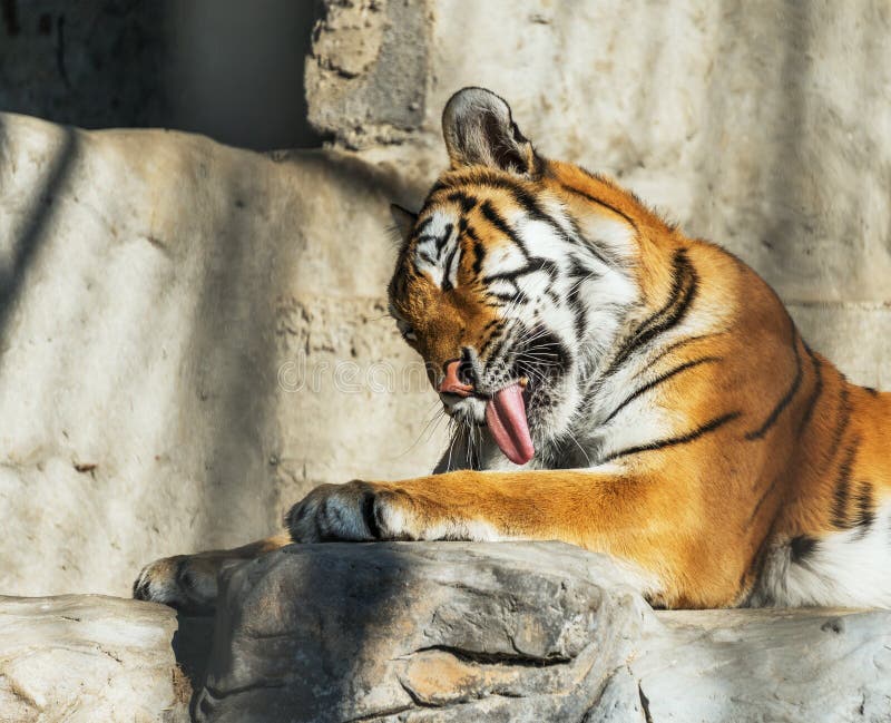 Young Siberian tiger, otherwise known as the Amur Tiger.