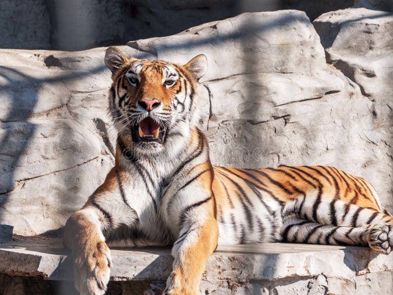 Young Siberian tiger, otherwise known as the Amur Tiger.