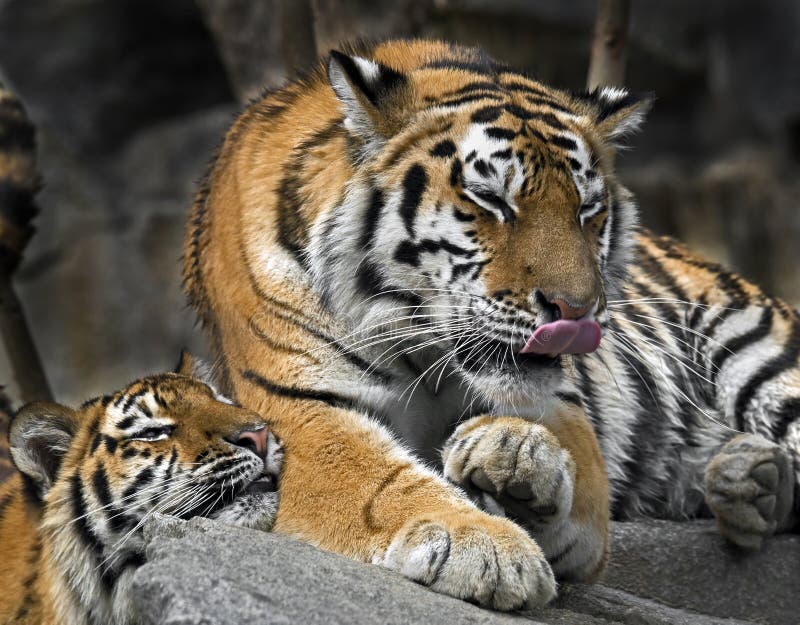 Young siberian tigers 1