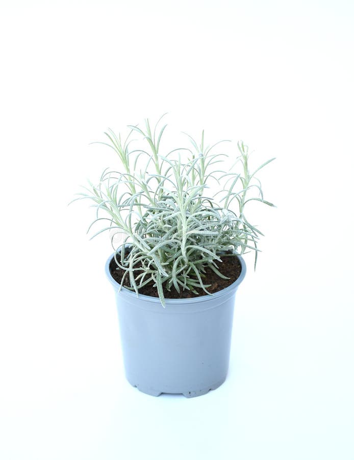 Young silver curry herbe plant in blue gray plastic pot on white background. Helichrysum italicum is a flowering plant ,Leaves are