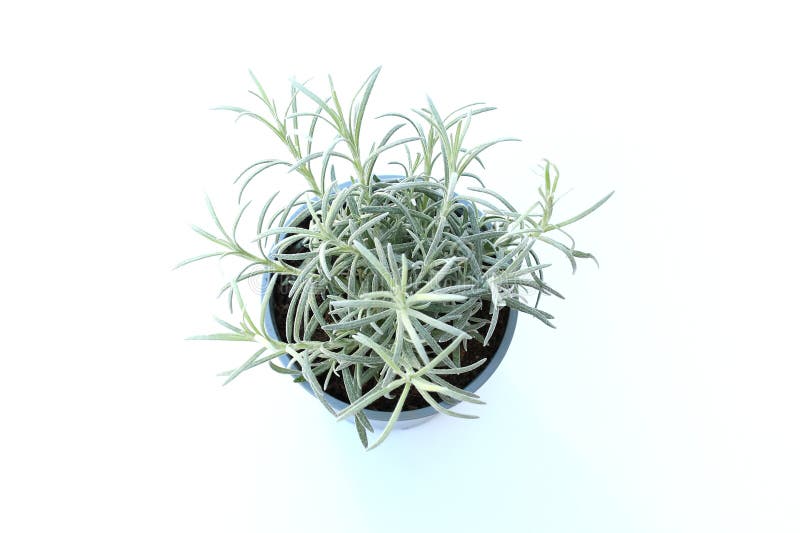 Young silver curry herbe plant in blue gray plastic pot on white background. Helichrysum italicum is a flowering plant ,Leaves are