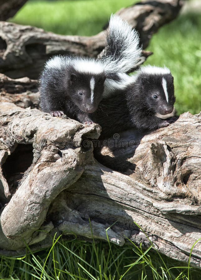 Pair of young skunks playing on old tree root. Summer in Wisconsin. Pair of young skunks playing on old tree root. Summer in Wisconsin