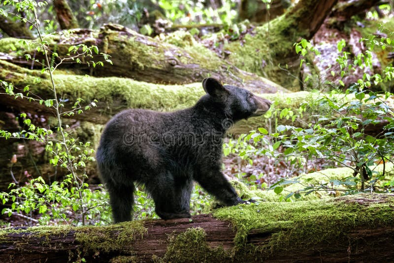 Young Smoky Mountains Bear in Springtime. Horizontal shot of a young Smoky Mountains black bear in Springtime