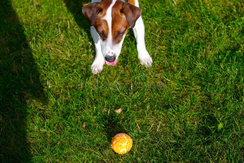 Young smooth-coated Jack Russell Terrier dog royalty free stock photography Young smooth-coated Jack Russell Terrier dog royalty free stock photography