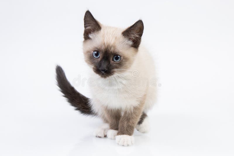 Young snowshoe cat isolated on white background