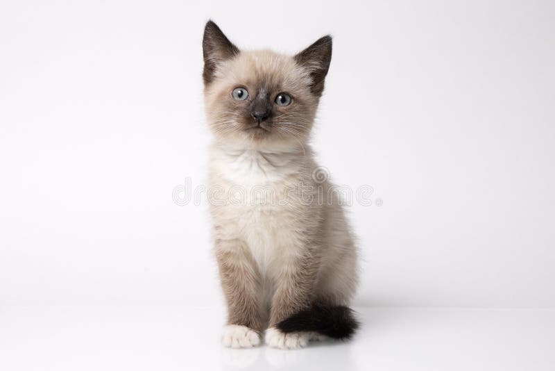 Young snowshoe cat isolated on white background