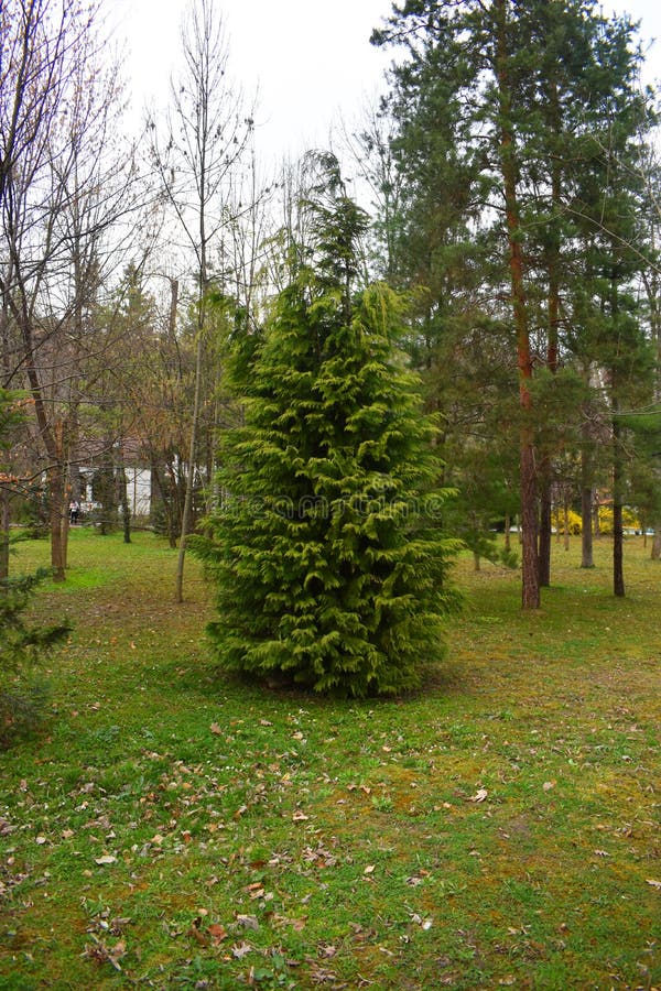 Young solitary pine tree in the fresh green forest stock images Young solitary pine tree in the fresh green forest stock images