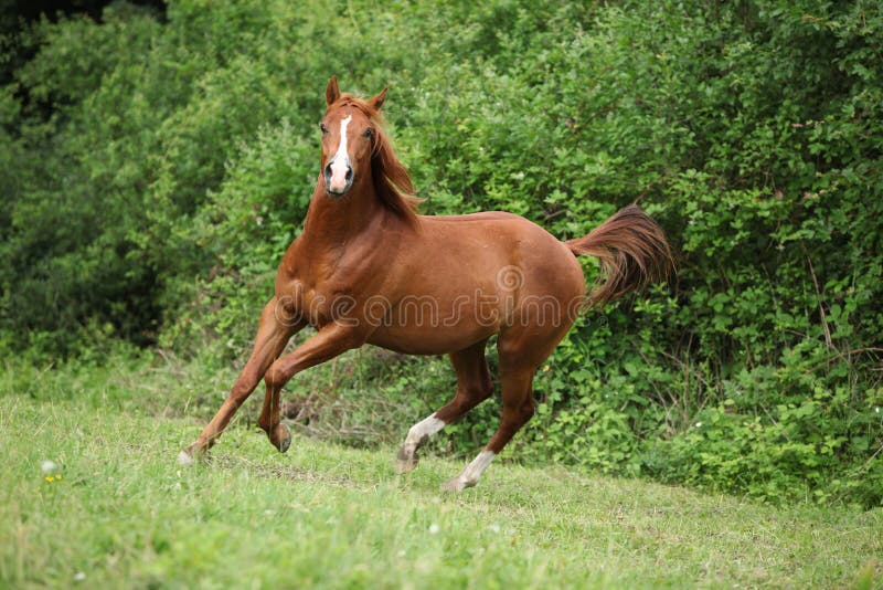 Young Sorrel Solid Paint Horse Running Stock Photo Image of beauty