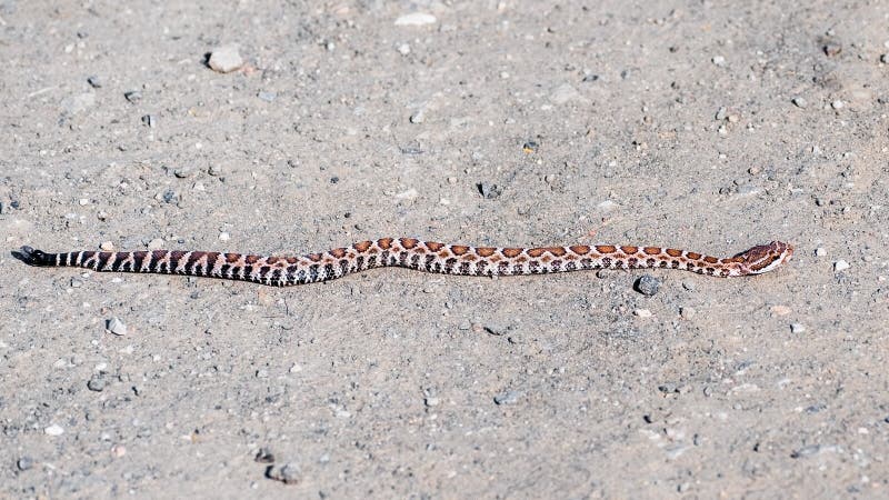 Young Southern Pacific Rattlesnake Crotalus Oreganus Helleri Warming in ...