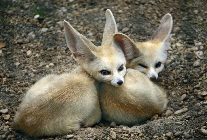 Young Specimens of Fennec Fox with Long Ears Stock Image Image of