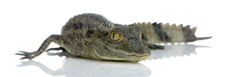 Young Spectacled Caiman