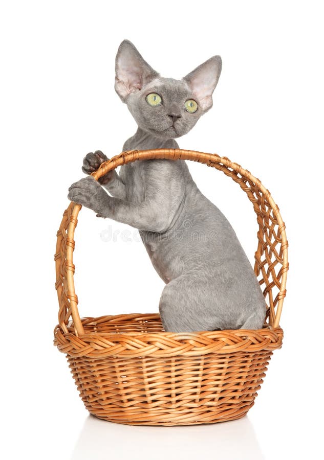 Young Sphynx Kitten nel cestello Wicker fotografia stock libera da diritti