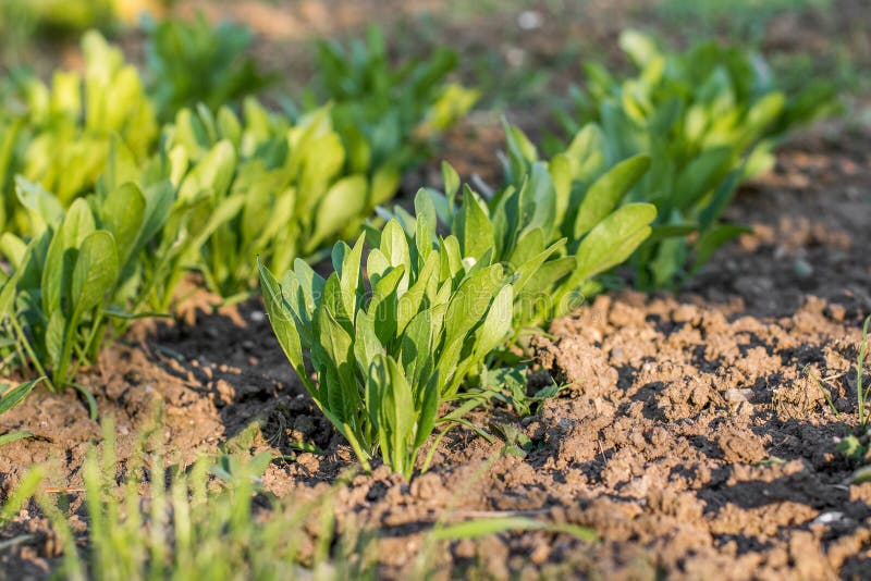 Young Spinach Leaves in Row in a Vegetable Bed of Garden Stock Photo