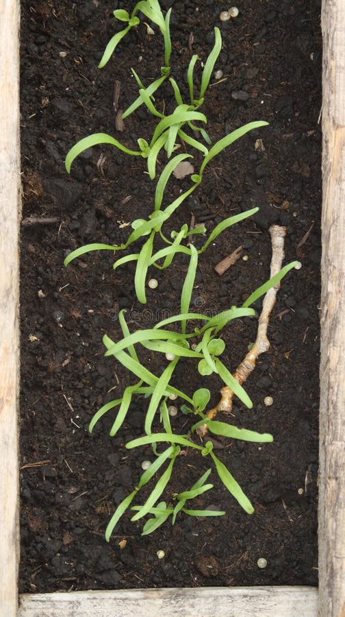 Young Spinach Plants in a Garden Stock Photo Image of food, leaves