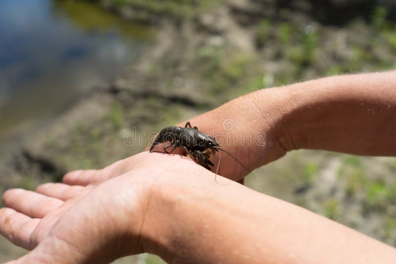 Young Spiny Lobster. Photo in the Hands of Man Stock Photo Image of
