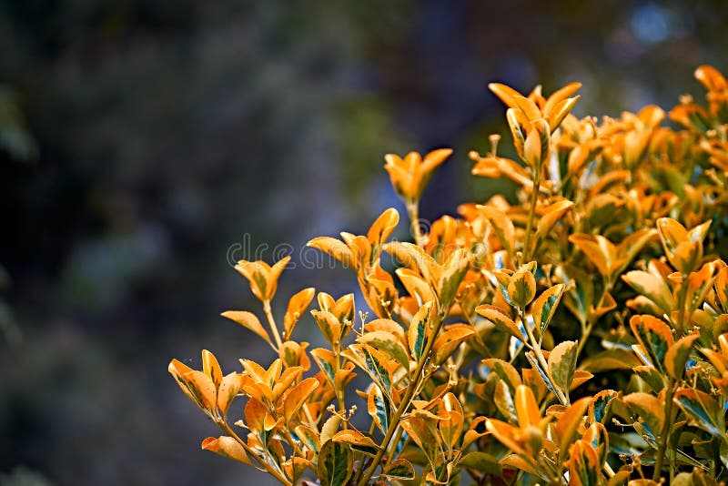 Young spring leaves stock image. Image of environmental 244127991