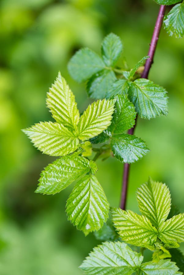 Young Spring Leaves on Green Background Stock Image Image of