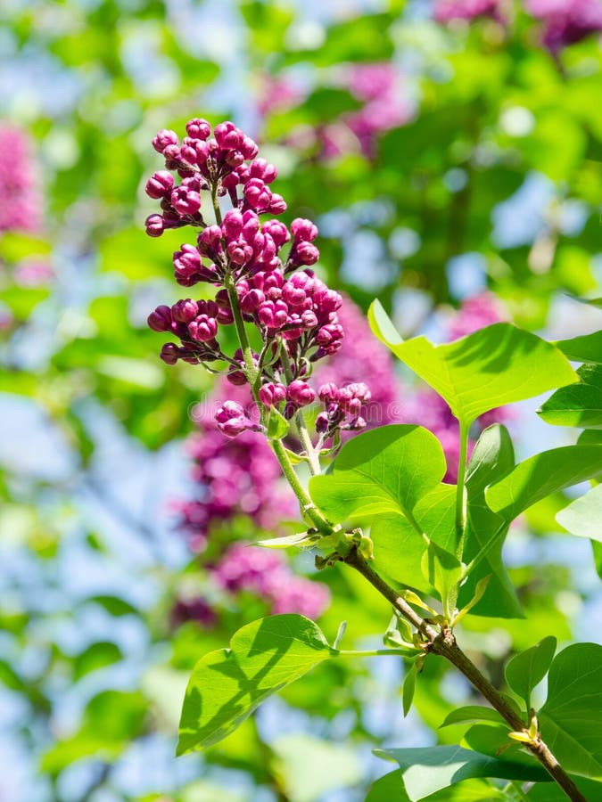 Young Spring Leaves of Lilac Tree Illuminated by Sunlight Stock Photo