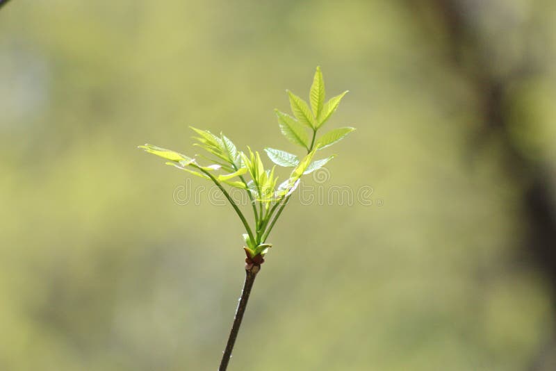 Young Spring leaves stock image. Image of color, twig 103543327