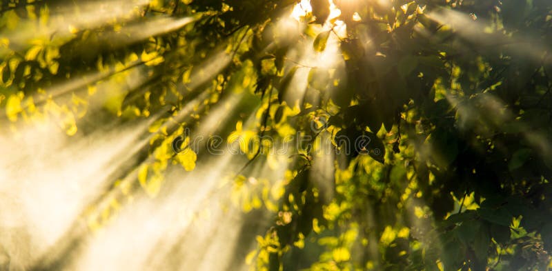 Giovani foglie di primavera, sole e nebbia nebbia raggi.