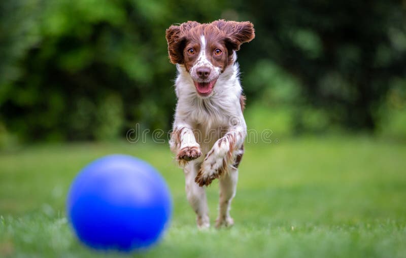 Young Springer Spaniel chasing a blue ball