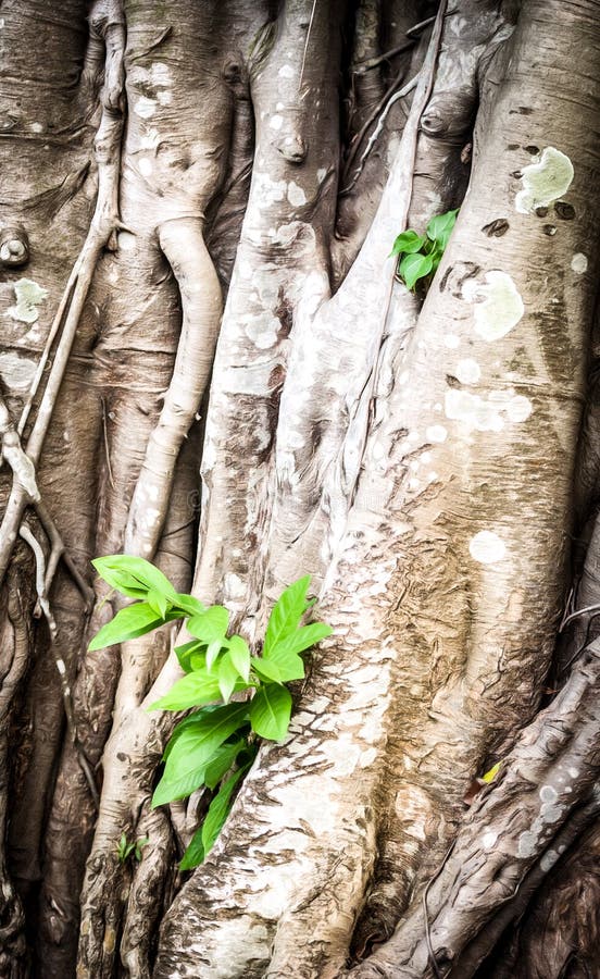 Focus on twisted roots of tree. Close-up of young green sprout, process of growing through old plant. Concept of vitality and new life. Old bark of roots with green leaves. Beautiful nature. Focus on twisted roots of tree. Close-up of young green sprout, process of growing through old plant. Concept of vitality and new life. Old bark of roots with green leaves. Beautiful nature.