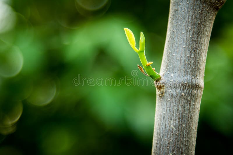 Young Sprout of Jackfruit Growing from Tree Stock Photo Image of