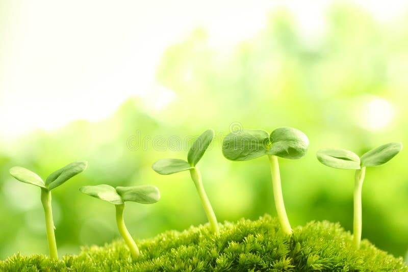 Young sprout stock photos