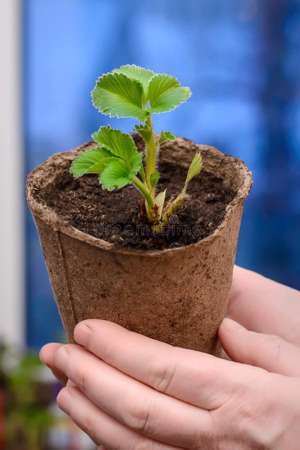 Young sprout strawberries in a pot in the hands