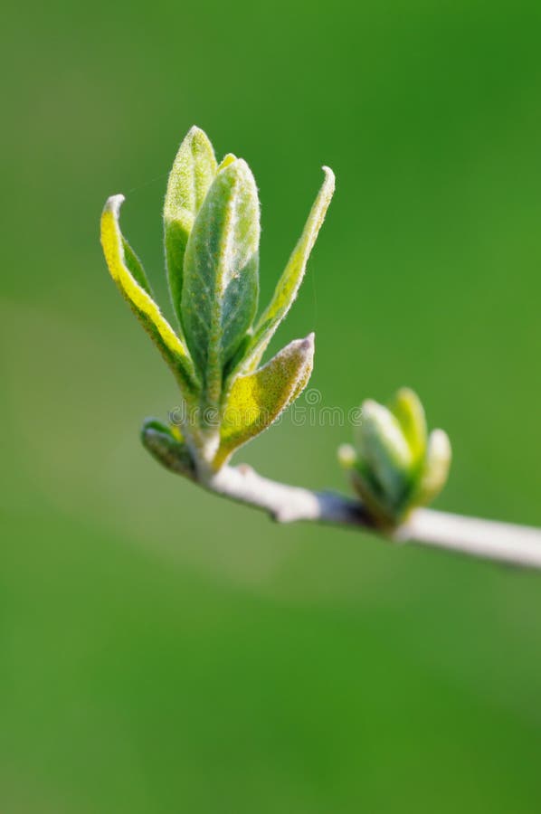 Young sprouts.