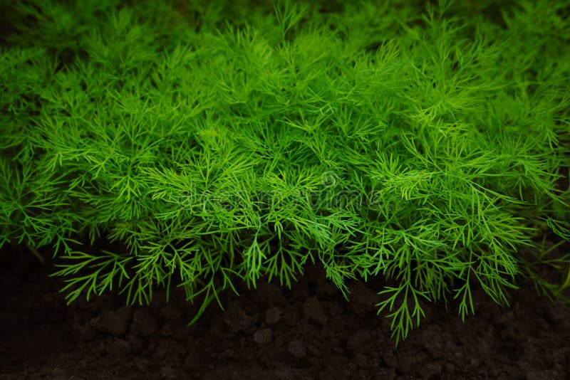 Young Sprouts of Dill Grow in the Ground Stock Photo Image of green