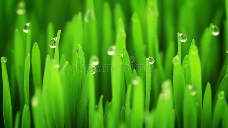 Young Sprouts and Drops