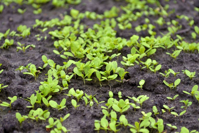 Young Sprouts of Lettuce in the Garden on the Wet Ground Stock Image