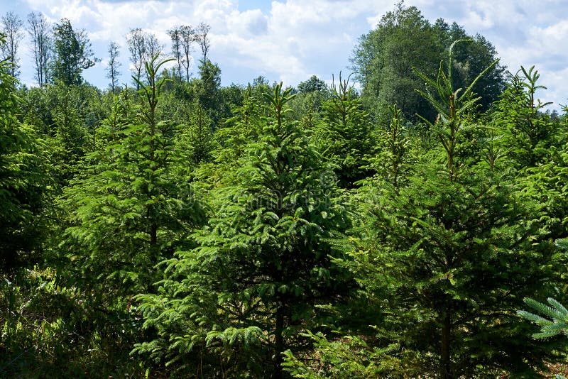 Small Pine Cones in the Wild Stock Image - Image of environment, brown:  162293947