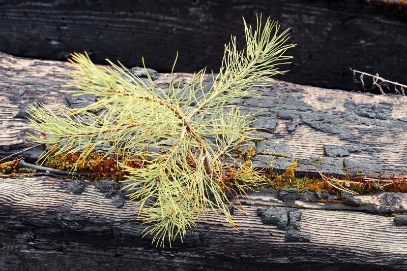 A Young Spruce Sprout Breaks through Logs Burn after a Fire Stock Image