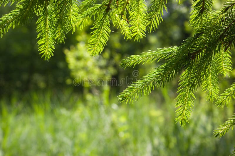 Young spruce twigs