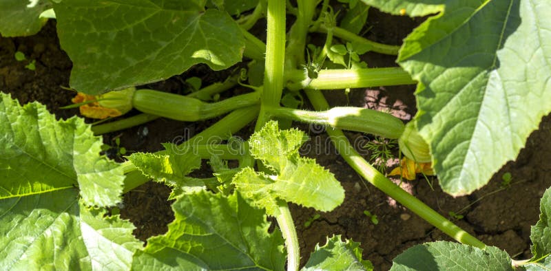 Young Squash In The Garden Large Green Squash Leaves Growing In An young-squash-in-the-garden-large-green-squash-leaves-growing-in-an