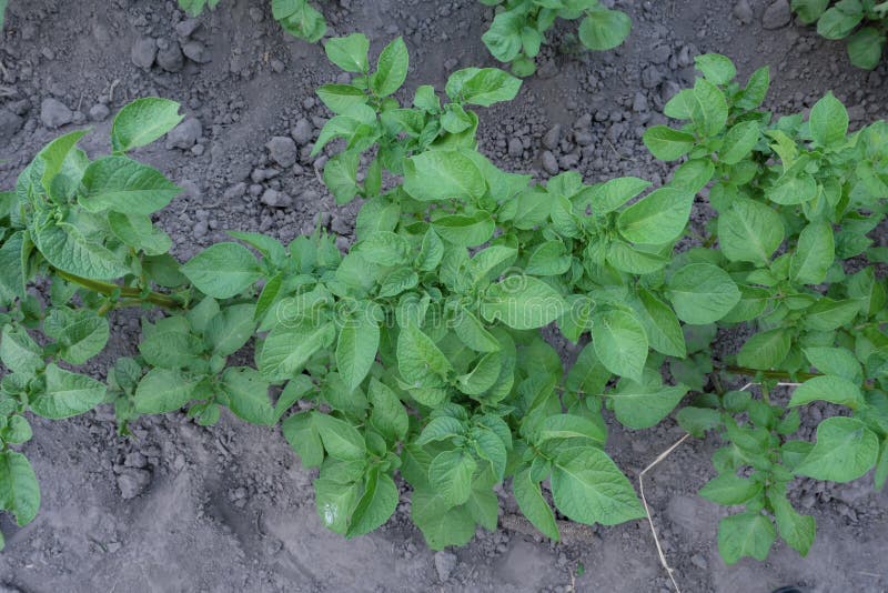 Stalk of Potatoes with Green Leaves Stock Image Image of harvest