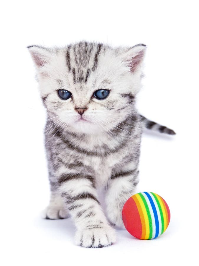 Young standing silver tabby cat with colorful ball royalty free stock images