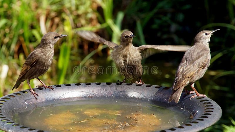 Fledged Starlings Stock Photos - Free & Royalty-Free Stock Photos from Dreamstime Fledged Starlings Stock Photos - Free & Royalty-Free Stock Photos from Dreamstime