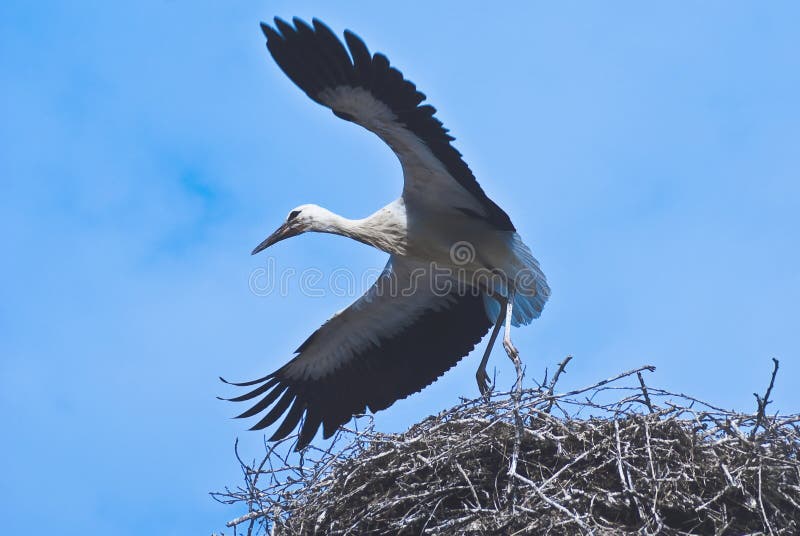 Young stork