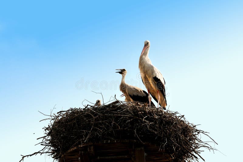 Young storks