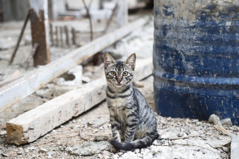 Young stray cat sitting in a dirty construction side in Beirut, Lebanon stock photography Young stray cat sitting in a dirty construction side in Beirut, Lebanon stock photography