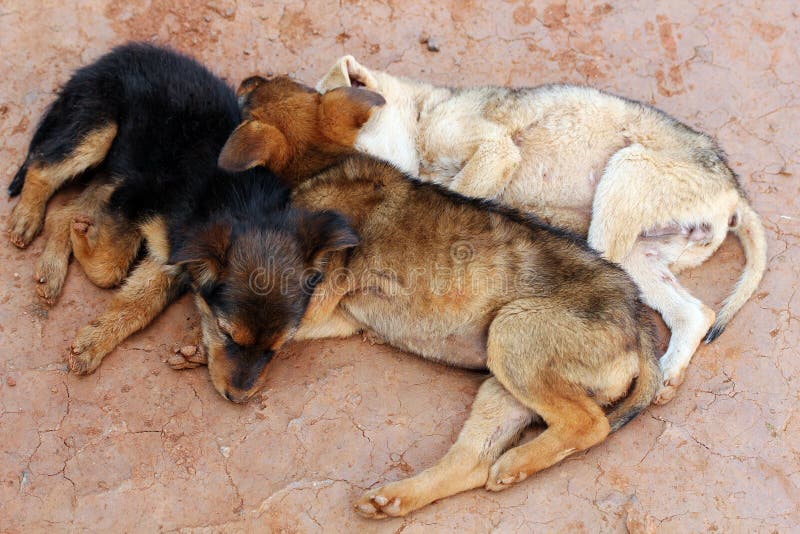 Young street dogs huddling together and sleeping stock photography