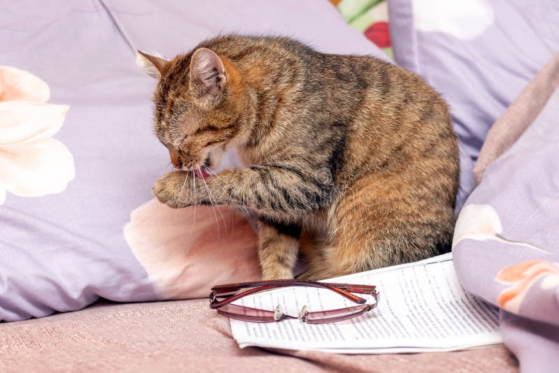 Young Striped Cat Washes in the Bedroom in Bed Stock Photo Image of